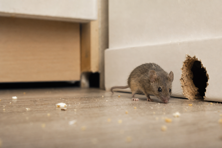 souris dans la maison
